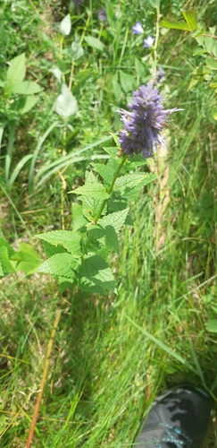 Agastache foeniculum (Anise Hyssop)