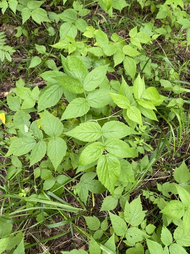 Rubus idaeus (raspberry)