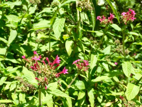Pentas lanceolata (Egyptian Star-cluster) (alternate view 7)