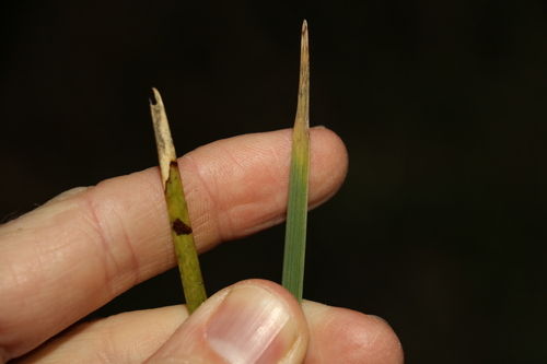 Lomandra multiflora (Many Flowered Matrush) (alternate view 7)