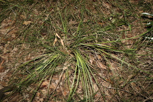 Lomandra multiflora (Many Flowered Matrush) (alternate view 8)