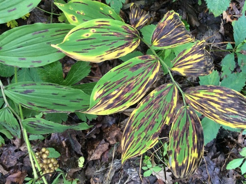 Maianthemum racemosum (false Solomon's Seal) (alternate view 4)