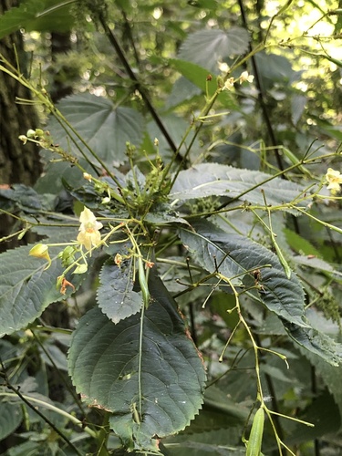 Impatiens parviflora (small balsam)
