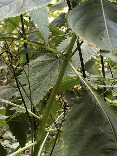 Impatiens parviflora (small balsam)