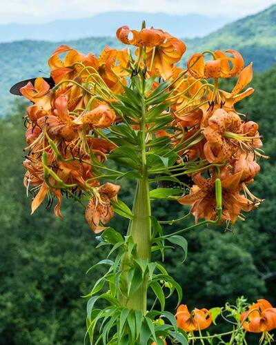 Lilium superbum (Turk's-cap lily)