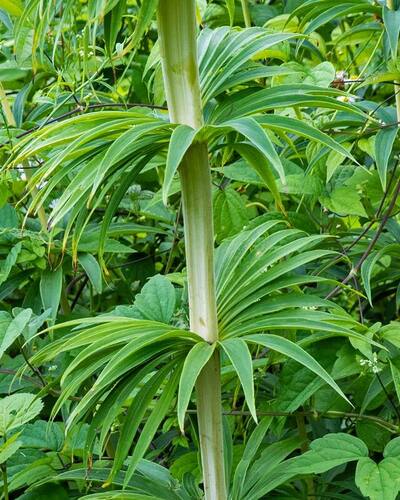 Lilium superbum (Turk's-cap lily) (alternate view 2)