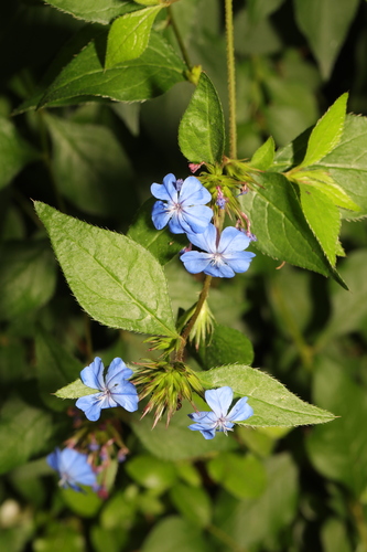Ceratostigma plumbaginoides (Leadwort)