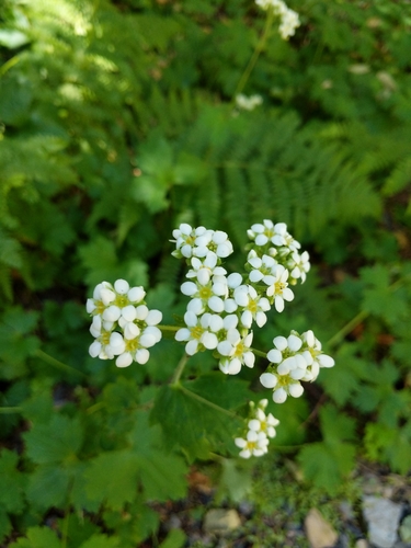 Boykinia major (Boykinia) (alternate view 2)