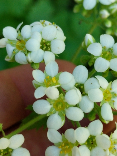Boykinia major (Boykinia) (alternate view 3)