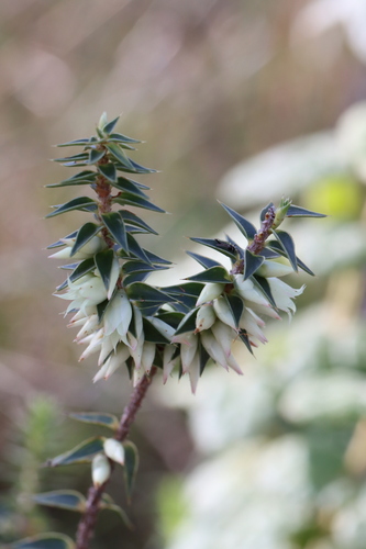 Melichrus urceolatus (urn heath) (alternate view 6)