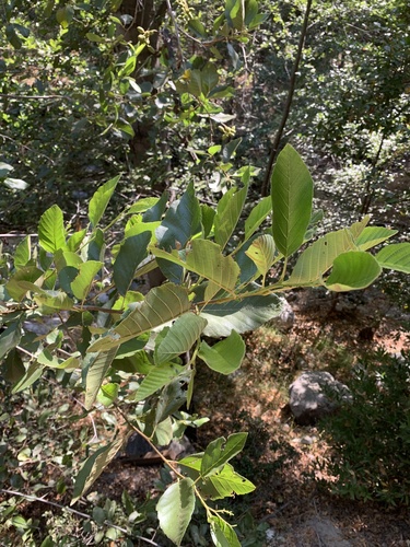 Alnus rhombifolia (white alder) (alternate view 9)