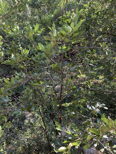 Alnus rhombifolia (white alder) (alternate view 10)