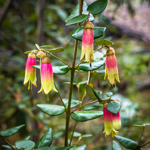 Correa reflexa (Common Correa) (alternate view 6)
