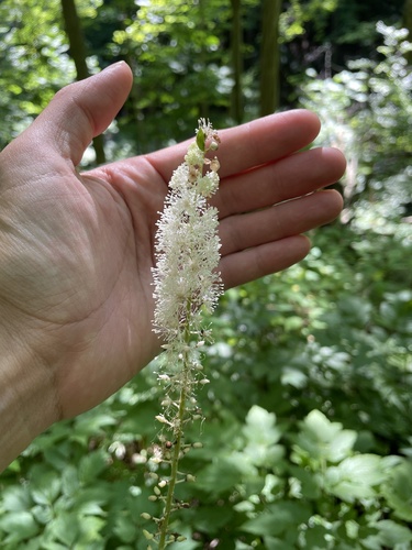 Actaea racemosa (Black Cohosh) (alternate view 2)