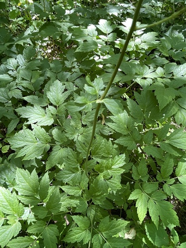Actaea racemosa (Black Cohosh) (alternate view 3)