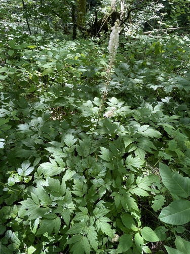 Actaea racemosa (Black Cohosh) (alternate view 4)