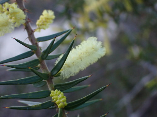Acacia oxycedrus (Spike Wattle) (alternate view 2)