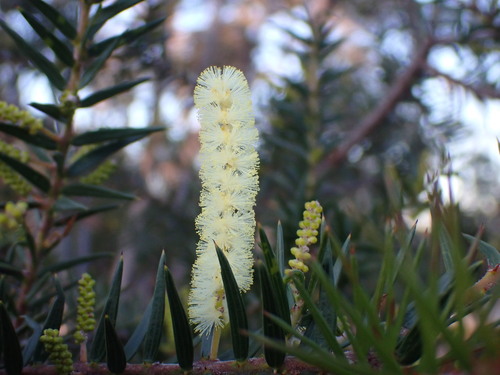 Acacia oxycedrus (Spike Wattle) (alternate view 3)