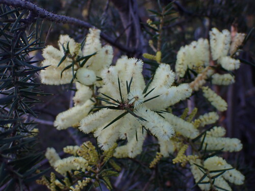 Acacia oxycedrus (Spike Wattle) (alternate view 4)
