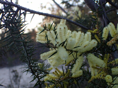 Acacia oxycedrus (Spike Wattle) (alternate view 5)