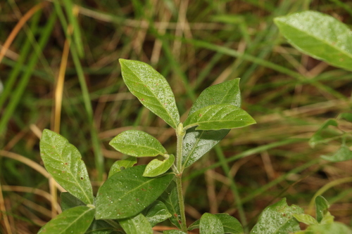 Psychotria loniceroides (Hairy Psychotria)