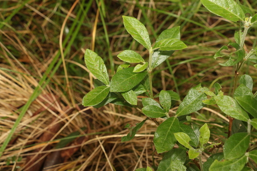 Psychotria loniceroides (Hairy Psychotria) (alternate view 2)