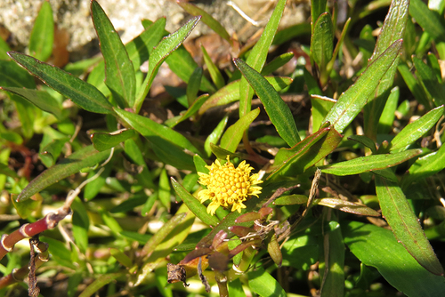 Acmella (spotflowers) (alternate view 5)