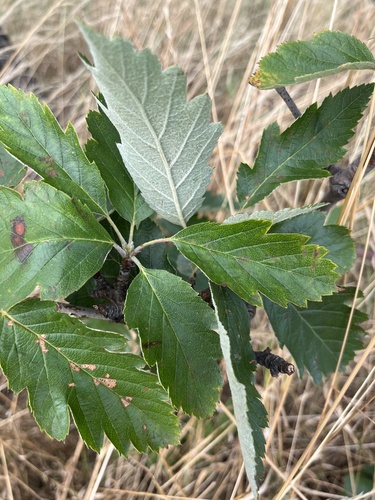 Scandosorbus intermedia (Swedish Whitebeam)