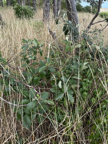 Scandosorbus intermedia (Swedish Whitebeam)