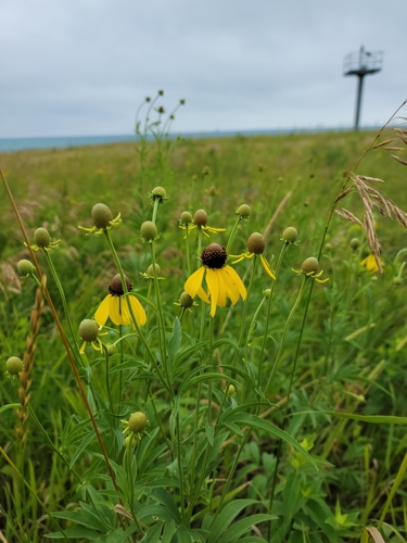 Ratibida pinnata (grey-headed coneflower) (alternate view 6)