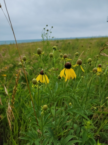 Ratibida pinnata (grey-headed coneflower) (alternate view 7)