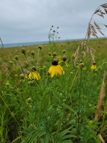 Ratibida pinnata (grey-headed coneflower) (alternate view 8)