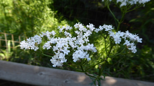 Valeriana officinalis (common valerian)
