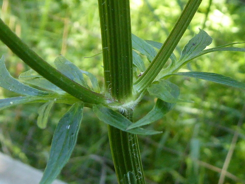 Valeriana officinalis (common valerian)