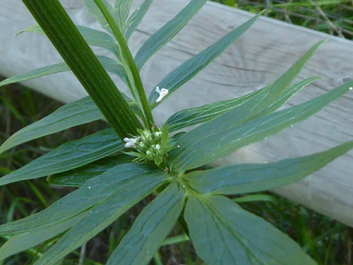 Valeriana officinalis (common valerian)