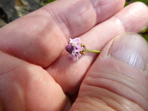 Phyla lanceolata (lanceleaf frogfruit)