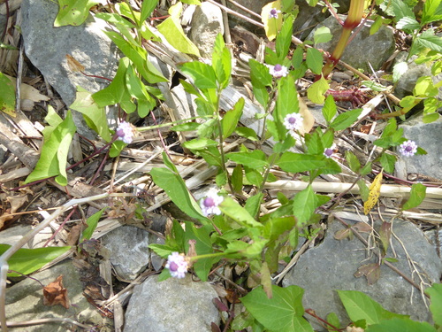 Phyla lanceolata (lanceleaf frogfruit) (alternate view 2)