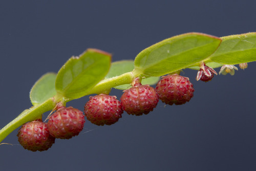 Phyllanthus urinaria (Chamberbitter)