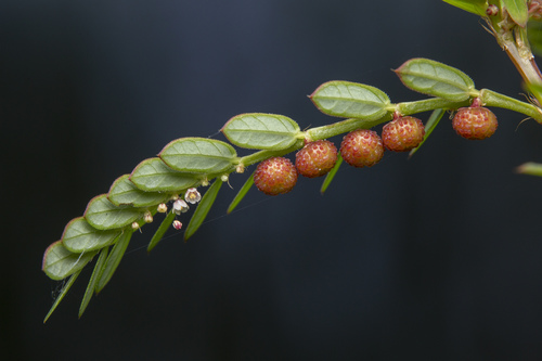Phyllanthus urinaria (Chamberbitter) (alternate view 2)