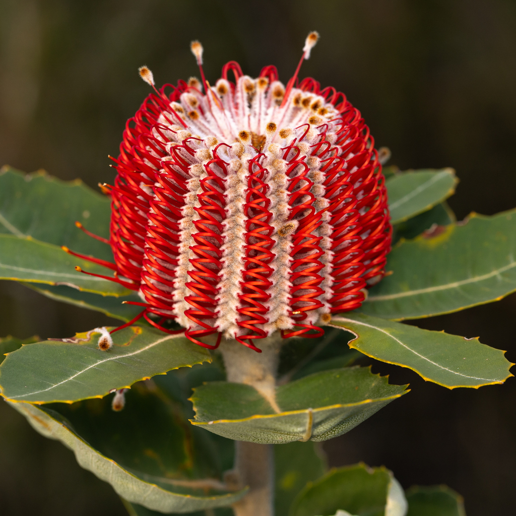 Banksia coccinea, Scarlet banksia — upright evergreen (Proteaceae) (image 10 of 10)