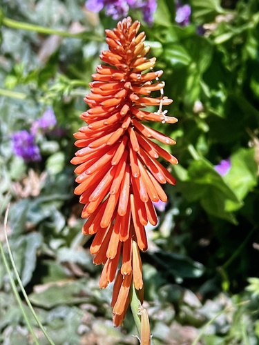 Kniphofia uvaria (Red Hot Poker) (alternate view 3)
