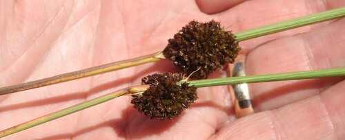 Juncus conglomeratus (Compact Rush)