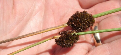 Juncus conglomeratus (Compact Rush)