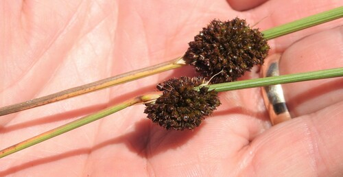 Juncus conglomeratus (Compact Rush)