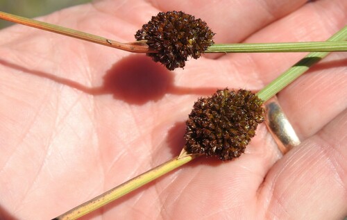 Juncus conglomeratus (Compact Rush)