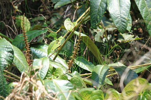 Heptapleurum delavayi (alternate view 4)