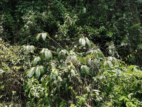 Heptapleurum delavayi (alternate view 5)