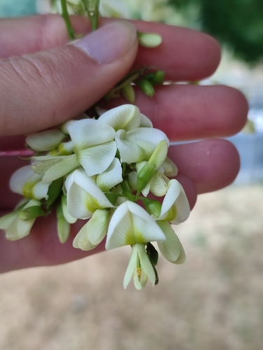 Styphnolobium japonicum (Japanese pagoda tree)