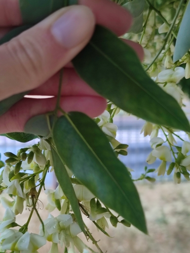 Styphnolobium japonicum (Japanese pagoda tree)