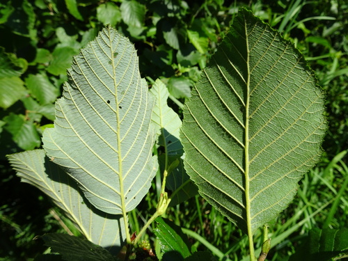 Alnus serrulata (smooth alder) (alternate view 2)